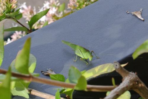 Réf. 247 588 : Phaneroptera sp.